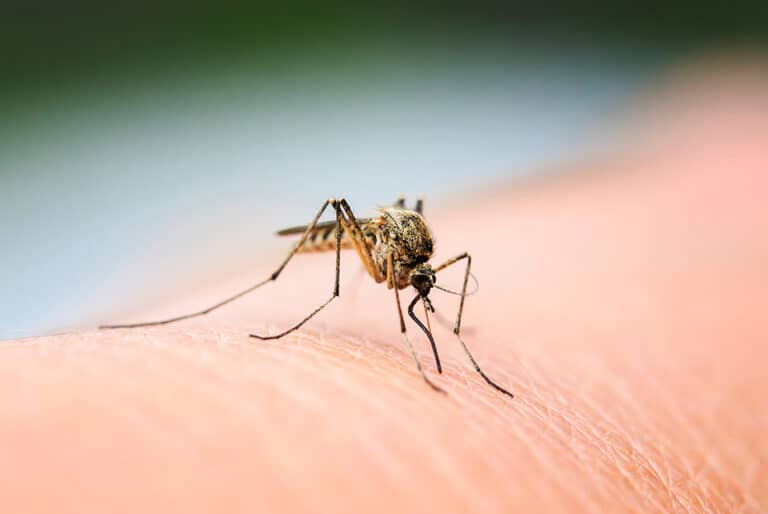 What Plants and Trees Deter Mosquitoes in Michigan Backyards