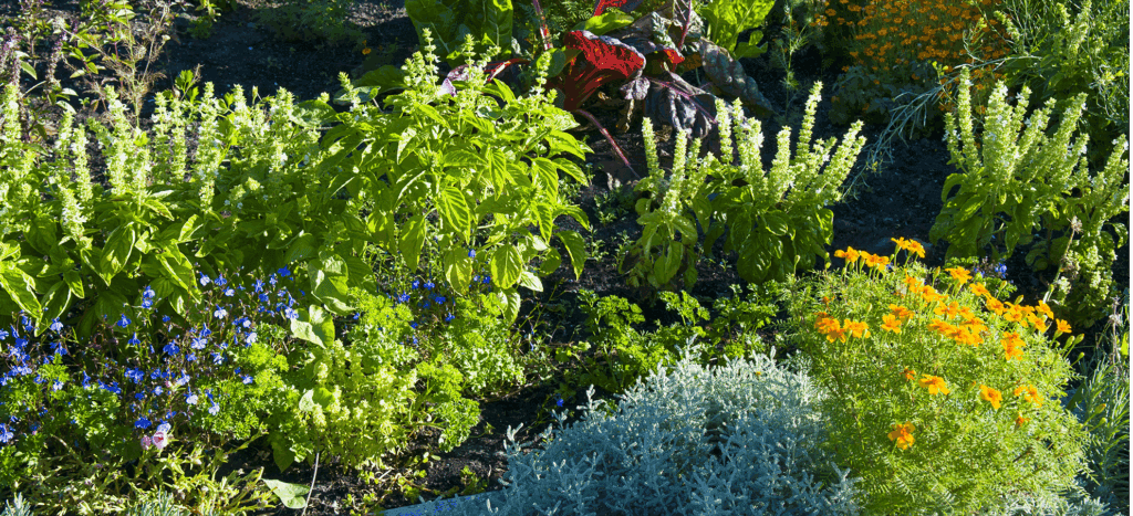 michigan-edible-landscape