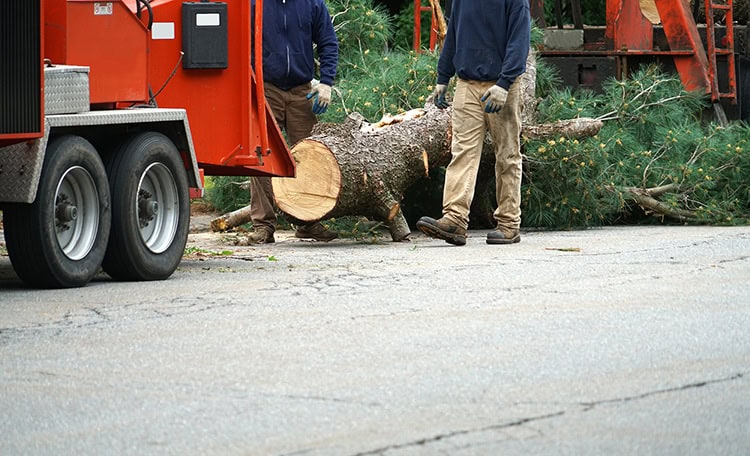 tree-services