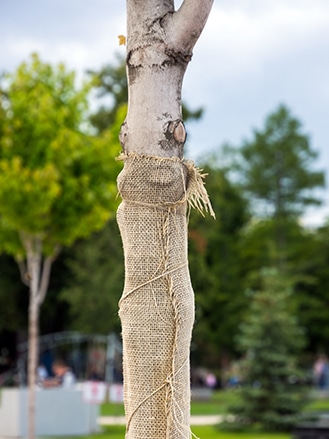 tree-wrapped-for-winter
